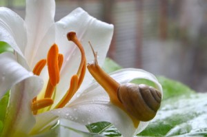 41913797 - snail and white lily